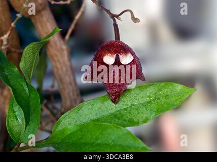 Aristolochia Arborea (Aristolochia salvadorensis) auch Darth Vader Pflanze. Botanischer Garten Heidelberg, Baden Württemberg, Deutschland. Stockfoto