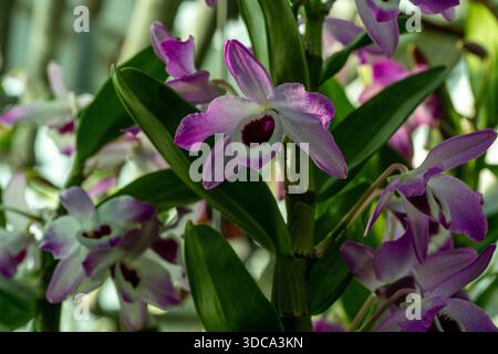 Dendrobium nobile Lindl. Ist eine Orchideenart. Sie ist in Südostasien beheimatet Stockfoto