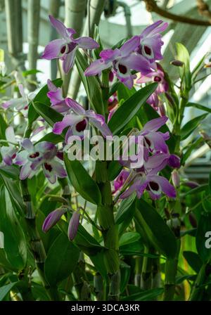 Dendrobium nobile Lindl. Ist eine Orchideenart. Sie ist in Südostasien beheimatet Stockfoto