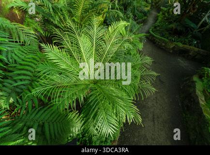 Blechnum gibbbum (allgemein als Silver Lady bezeichnet) ist ein ‚harter Farn“ der Blechnum-Gattung der Blechnaceae-Familie. Stockfoto