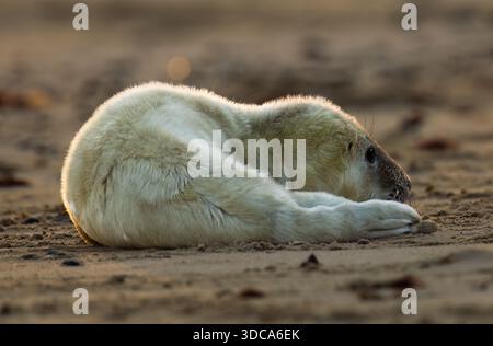 Ein niedlicher Grausiegel (Halichoerus grypus), der kurz nach Sonnenaufgang am Strand liegt, Norfolk Stockfoto