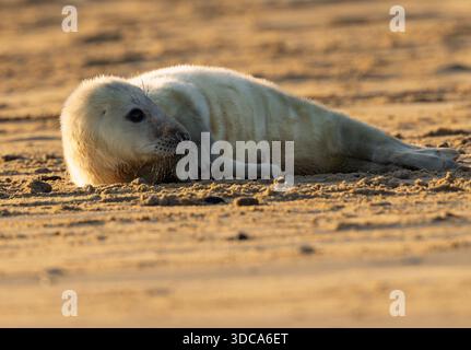 Ein niedlicher Grausiegel (Halichoerus grypus), der kurz nach Sonnenaufgang am Strand liegt, Norfolk Stockfoto