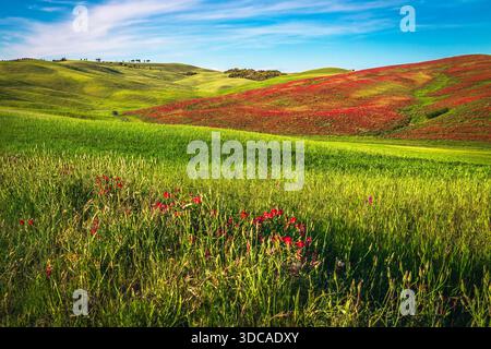 Wunderschöne Sommerlandschaft mit blühenden bunten Blumen auf den Pisten. Blumige Hügel in der Toskana, Italien, Europa Stockfoto
