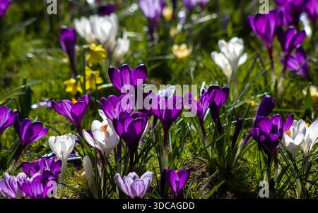 Frühlingsblumen im Garten - Krokus und Narzissen Stockfoto