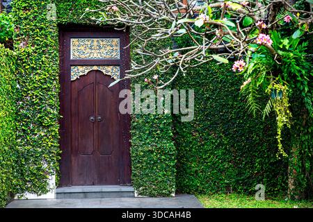 Traditionelle balinesische Holztür in einer Wand, die mit üppig grünen kriechenden Feigen und blühenden Frangipani-Blumen bedeckt ist. Stockfoto