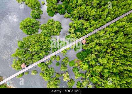 Von oben aus blickt man auf eine hölzerne Promenade, die durch einen üppigen Mangrovenwald über dem Wasser in Indonesien führt. Stockfoto