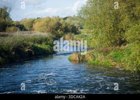 Flusswasser stürzt von einem Wehr und schlängelt sich den Fluss hinunter zu einem sicheren Hafen für Wildtiere. Bäume umgeben den Wanderfluss. Stockfoto