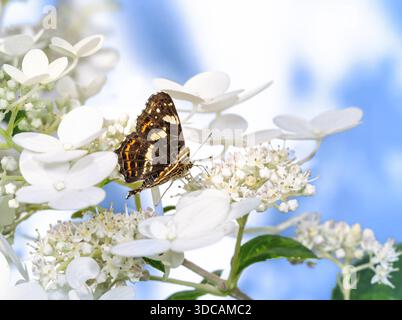 Makro eines Kartenschmetterlings auf einer Hortensienblüte Stockfoto