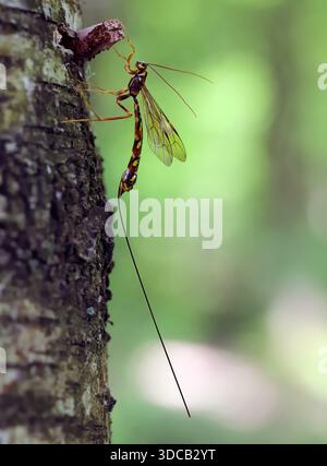 Megarhyssa perlata, bekannt als riesige Ichneumonidenwespen, riesige Ichneumonen oder Stumpfstecher. Ein parasitäres Insekt auf Birkenrinde. Stockfoto