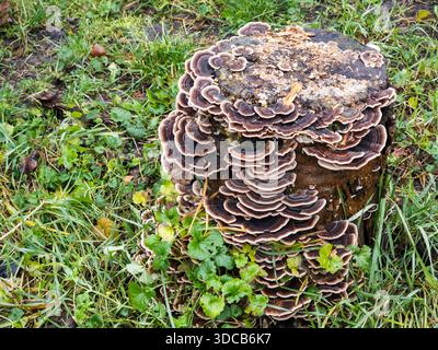 Putenschwanzpilze, die auf verfallendem Baumstumpf wachsen Stockfoto