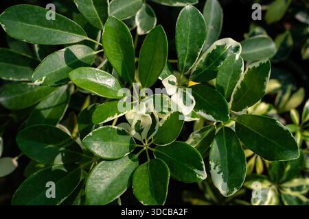 Dekorativer Regenschirmbaum weiß bunte Blätter Stockfoto