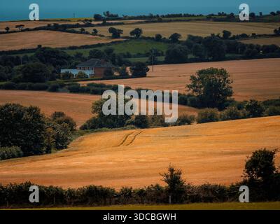 Ländliche Landschaft mit goldenen Feldern, verstreuten Bäumen und einem Haus mit Balkon in einer ruhigen Umgebung. Stockfoto