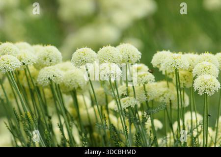 Santolina. Lavendelbaumwolle. Santolina rosmarinifolia subsp. Rosmarinifolia „Primrose Juwel“, geschätzt für dichte, spitze Blüten. Immergrüner Zwergstrauch Stockfoto