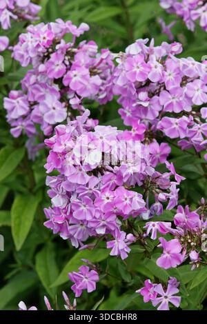 Perennialphlox. Phlox paniculata „Lavendelwolke“, auch Phlox paniculata „Lavendelwolke“ genannt. Sehr beliebt für aufrechte Blumenkästen aus rosa Blüten Stockfoto
