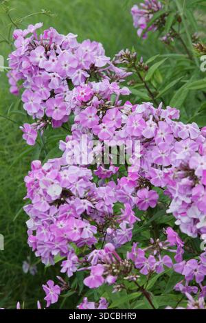 Perennialphlox. Phlox paniculata „Lavendelwolke“, auch Phlox paniculata „Lavendelwolke“ genannt. Sehr beliebt für aufrechte Blumenkästen aus rosa Blüten Stockfoto