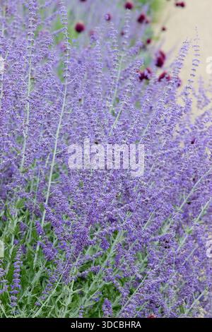 Salvia. Perovskia „Blue Spire“. Salvia Blue Spire. Russischer Salbei. Perovskia atriplicifolia 'Blue Spire'. Aromatisch. Intensive blaue Blütenstacheln Stockfoto