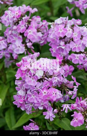 Perennialphlox. Phlox paniculata „Lavendelwolke“, auch Phlox paniculata „Lavendelwolke“ genannt. Sehr beliebt für aufrechte Blumenkästen aus rosa Blüten Stockfoto