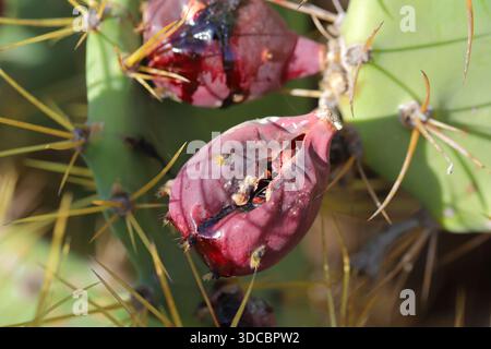 Rote, reife opuntielle Früchte. Kaktusfrucht. Stockfoto