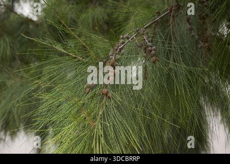 Casuarina equisetifolia immergrüner Baum Stockfoto