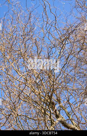 Salix babylonica-Baum im Winter Stockfoto