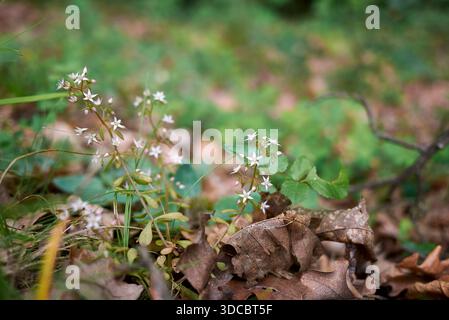 Sukkulente Pflanzen von Sedum cepaea in Blüte Stockfoto