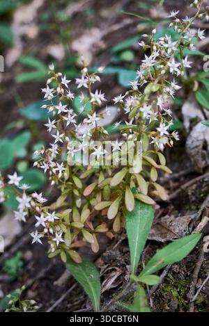 Sukkulente Pflanzen von Sedum cepaea in Blüte Stockfoto