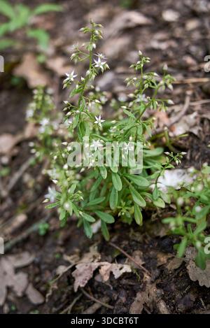 Sukkulente Pflanzen von Sedum cepaea in Blüte Stockfoto