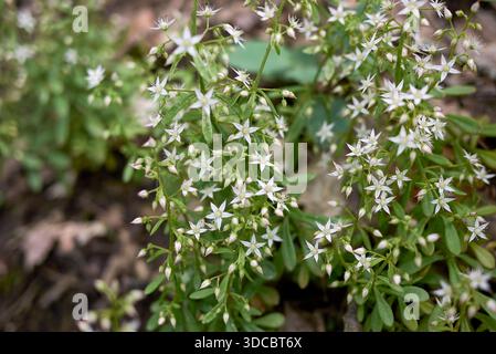 Sukkulente Pflanzen von Sedum cepaea in Blüte Stockfoto