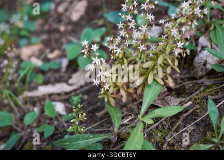 Sukkulente Pflanzen von Sedum cepaea in Blüte Stockfoto