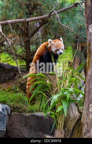 Ein roter Panda sitzt auf einem Baumstamm, umgeben von üppigem Grün und Bambusblättern. Sein helles Fell steht im Kontrast zum natürlichen Waldhabitat Crea Stockfoto