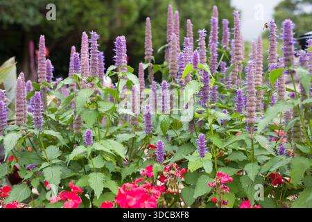 Nahaufnahme von Agastache foeniculum (Anishysop) mit violetten Blüten, die im Spätsommer in einem britischen Garten blühen Stockfoto