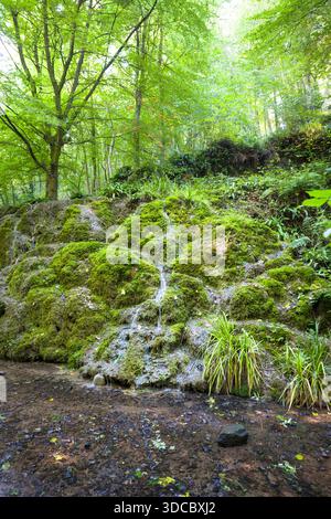 Bei Alum Spring in Hackfall Woods, Nidderdale, Yorkshire Dales, Großbritannien, trickst ein kleiner Wasserfall über moosbedeckte Felsen Stockfoto