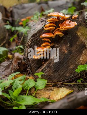 Flammulina velutipes (Samtschaft oder wilde Enoki) Pilze wachsen auf einem gefallenen Baumstamm auf dem Waldboden. Cluster von Kiemenpilzen mit schlanken Stielen Stockfoto