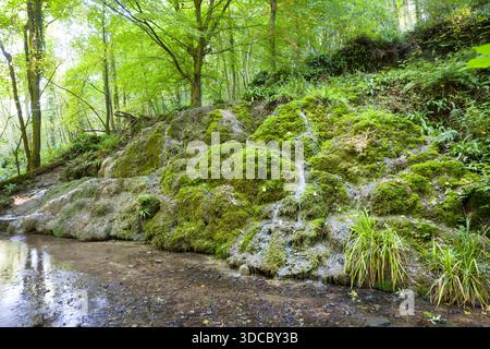 Bei Alum Spring in Hackfall Woods, Nidderdale, Yorkshire Dales, Großbritannien, trickst ein kleiner Wasserfall über moosbedeckte Felsen Stockfoto
