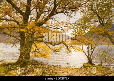 Herbst im Loch Maree Scottish Highlands UK Stockfoto