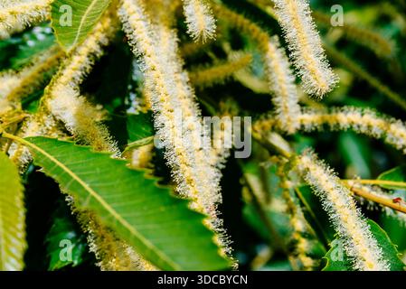 Castanea sativa, süße Kastanie, Baum in Blüte. Kantabrien, Spanien, Europa Stockfoto