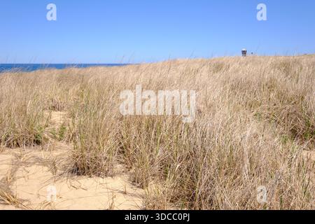 Strandgras über Race Poin Beach, Cape Cod Stockfoto