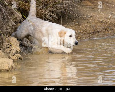 Reinrassiger goldener Retriever-Hund auf dem Feld neben einem See auf der Suche nach Stückjagd Stockfoto