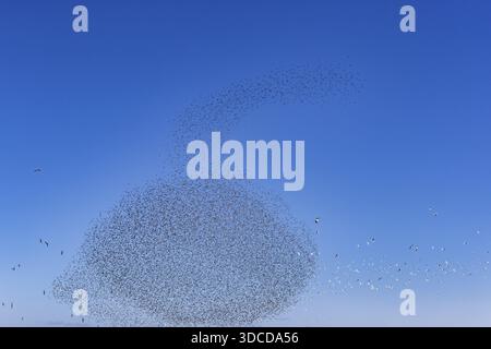 Eine Schar von Starnen (Sturnus vulgaris) sowie Sturmsturmvögel (Larus canus) und Schwarzmöwen (Chroicocephalus ridibundus) bilden einen großen Flug Stockfoto