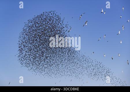 Eine Schar von Starnen (Sturnus vulgaris) sowie Sturmsturmvögel (Larus canus) und Schwarzmöwen (Chroicocephalus ridibundus) bilden einen großen Flug Stockfoto