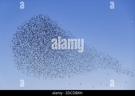 Eine Schar von Starnen (Sturnus vulgaris) sowie Sturmsturmvögel (Larus canus) und Schwarzmöwen (Chroicocephalus ridibundus) bilden einen großen Flug Stockfoto