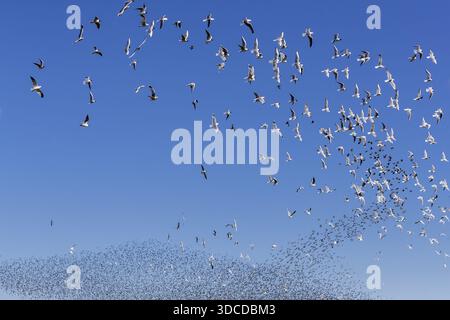Eine Schar von Starnen (Sturnus vulgaris) sowie Sturmsturmvögel (Larus canus) und Schwarzmöwen (Chroicocephalus ridibundus) bilden einen großen Flug Stockfoto