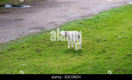 Ein süßes junges Lamm, das auf grünem Gras steht und mit neugierigem Ausdruck direkt auf die Kamera blickt. Stockfoto