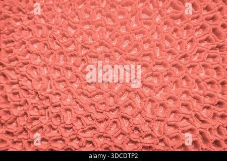 Die organische Textur der Hartkoralle. Abstrakter Hintergrund in Korallenfarbe. Stockfoto