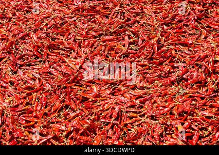 Chili trocknen, Sri Lanka. Typische Zutaten der srilankischen Küche. Stockfoto
