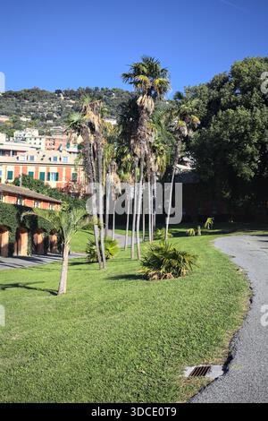 Abschnitt eines Rasens mit Palmen zwischen zwei Wegen in einem Garten an einem sonnigen Tag Stockfoto