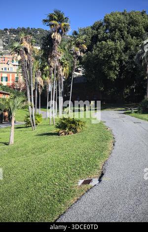 Abschnitt eines Rasens mit Palmen zwischen zwei Wegen in einem Garten an einem sonnigen Tag Stockfoto