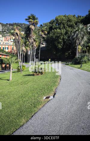Abschnitt eines Rasens mit Palmen zwischen zwei Wegen in einem Garten an einem sonnigen Tag Stockfoto