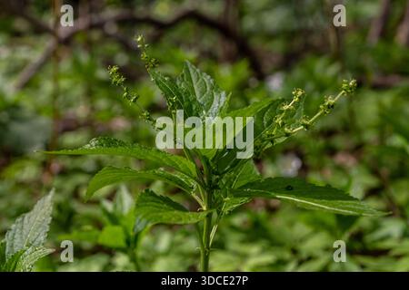 Frühlingswachstum von Dog's Mercury Mercurialis perennis in einer üppigen Waldlandschaft während der pulsierenden Saison der Erneuerung. Stockfoto