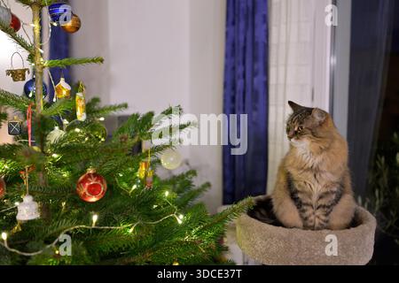 Katze, die auf einem Katzenbaum neben einem festlichen Weihnachtsbaum mit Ornamenten und Lichtern sitzt. Stockfoto